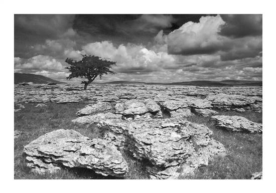 Lone tree